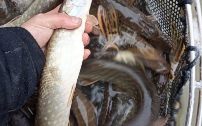 Alevinage et Pêche des géniteurs.